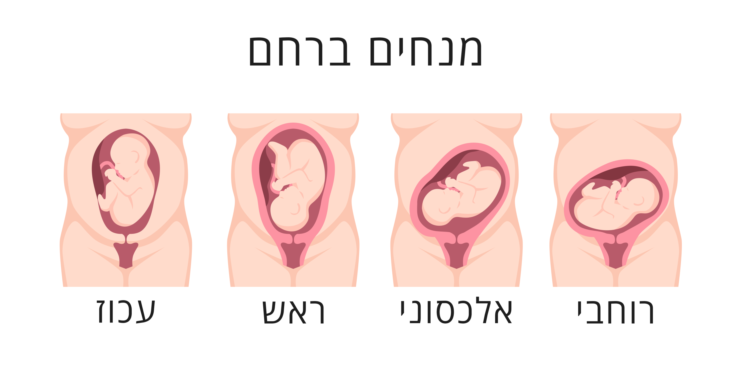 מנחים ברחם